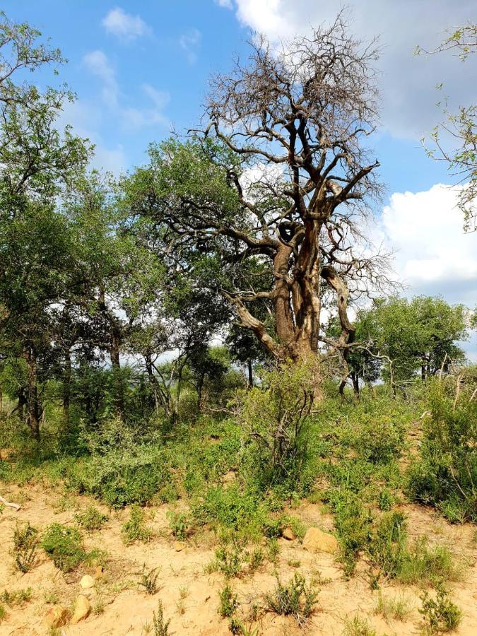636 Itaga Safari Lodge, Mabalingwe Nature Reserve Mabula Game Reserve ภายนอก รูปภาพ