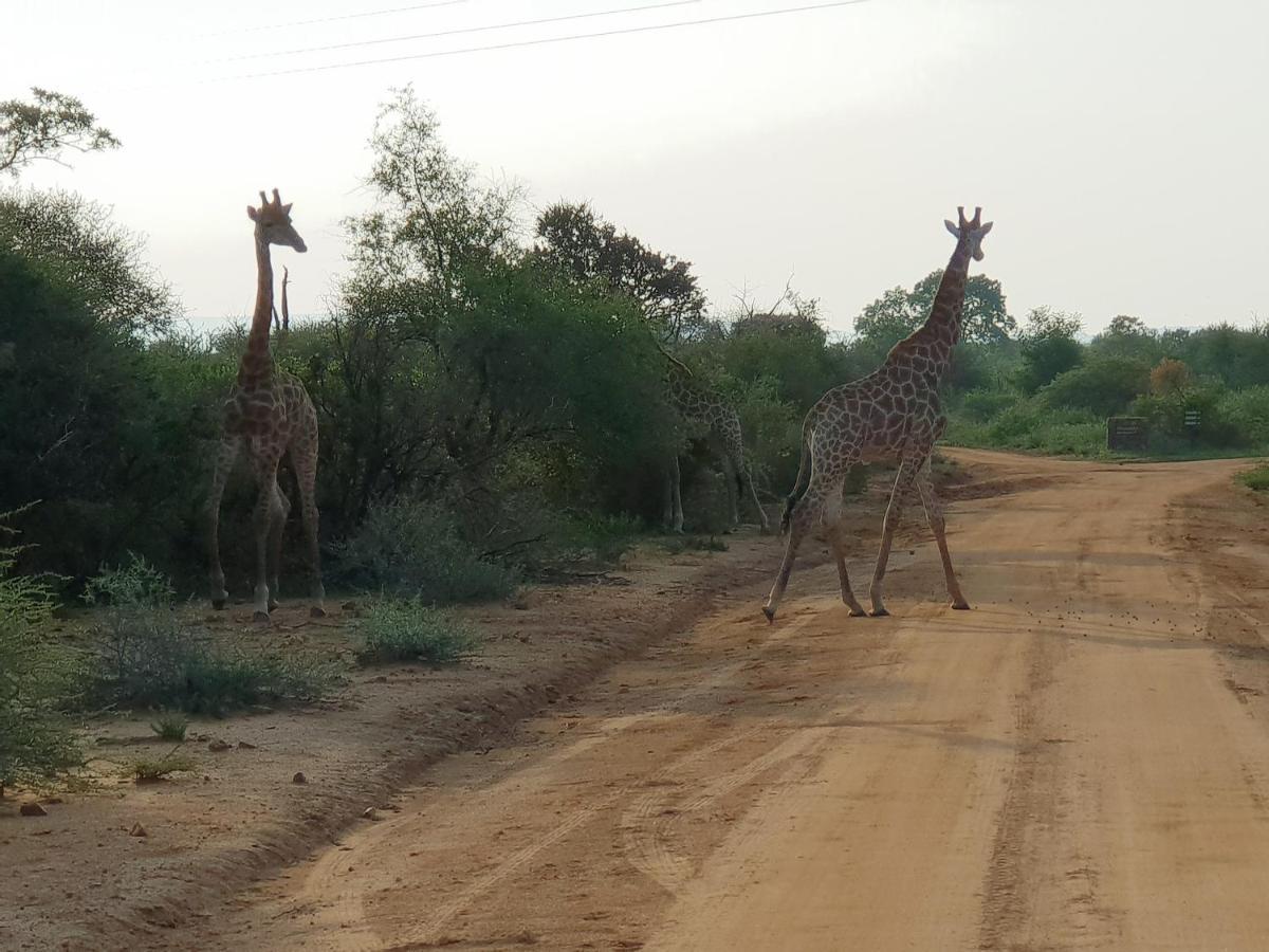 636 Itaga Safari Lodge, Mabalingwe Nature Reserve Mabula Game Reserve ภายนอก รูปภาพ